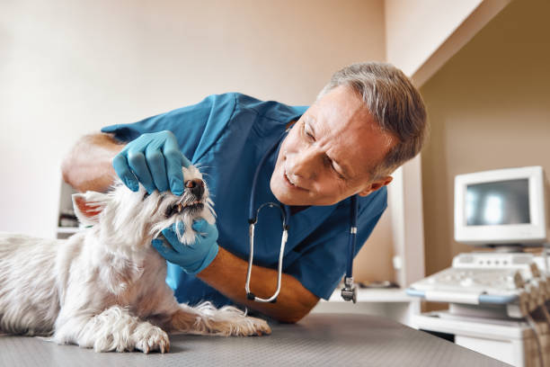 Best Same-Day Emergency Dental Services in Conroe, TX